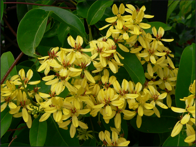 Jual Bibit Tanaman Tristellateia Bunga Kuning Tristellateia Australasiae Biancha S Garden